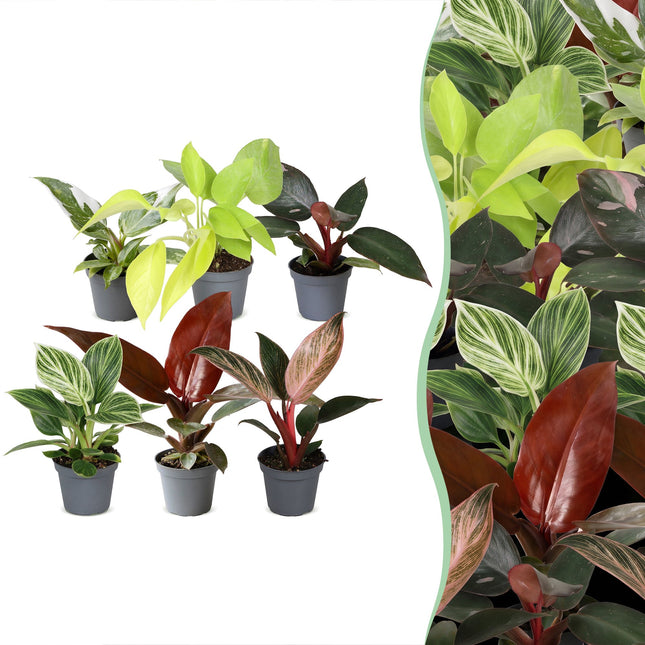 Baby Philodendron Family 6x - Wit - Roze - Geel - Groen - Rood - Tropisch - Ø6cm - ↕10-15cm