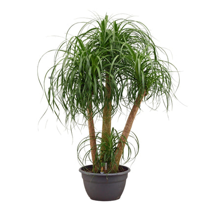Beaucarnea multi trunk - ↕130cm