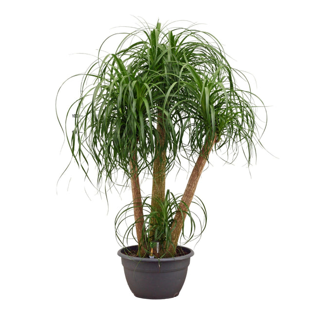 Beaucarnea multi trunk - ↕130cm
