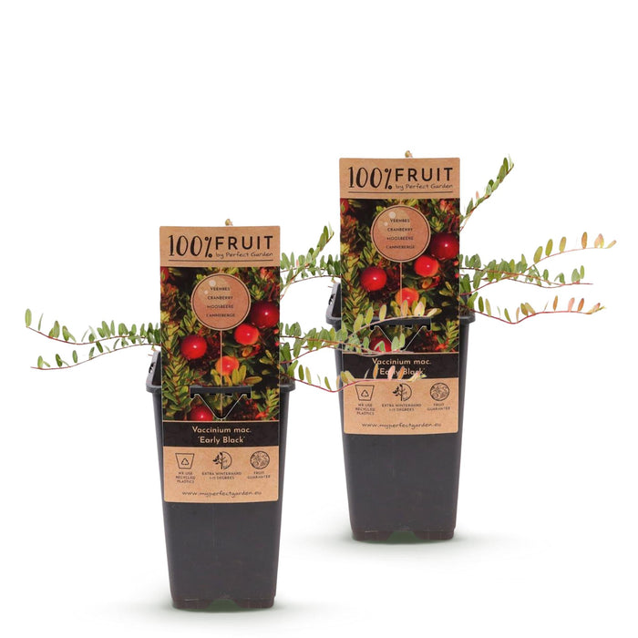 Vaccinium mac. Tidlig sort - Tranebær - Hårdfør - Blåbær - 2 planter - 15 cm potte - Højde 50 cm