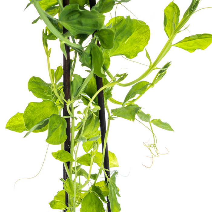 Lathyrus Odoratus - ↕60cm - Ø13 cm - 4x