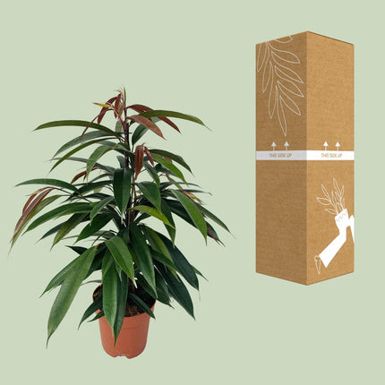 Ficus Binnendijkii 'Rey Amstel' - ↕75cm - Ø17cm