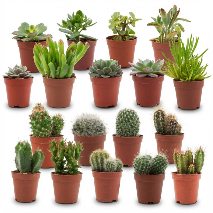 Mini Cactus & Succulenten Mix - ↕5-10cm - Ø5,5cm - 18x