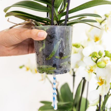 Orchidee Kolibri | Orchidea Lausanne bianca + vaso decorativo Diabolo verde | incl. stoppino per l'irrigazione | vaso Ø9cm | pianta da interno fiorita