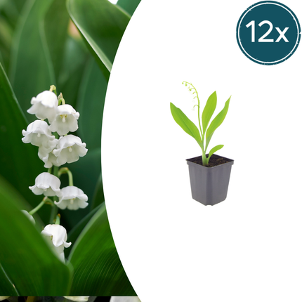 Convallaria majalis - Lelietjes van dalen - ↕10-25cm - Ø9cm - 12x