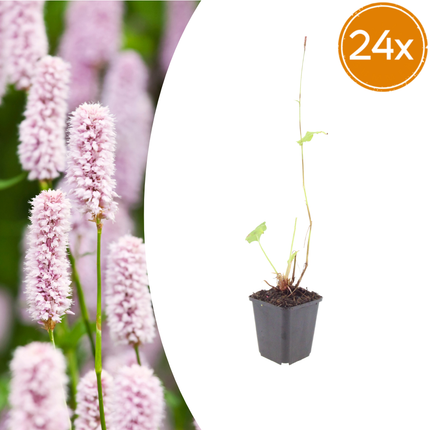 Persicaria bistorta - Adderwortel - ↕10-25cm - Ø9cm - 24x