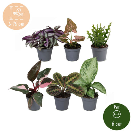 Baby Plants Surprise Box 6x - Verrassingsbox kleine planten - Diversen - Tropisch - Ø6cm - ↕5-15cm