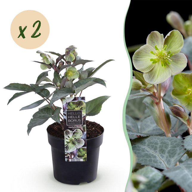 Fasterose - Helleborus sternii Silver Dollar - Grøn Blomst - ↕35cm - Ø14cm - 2x