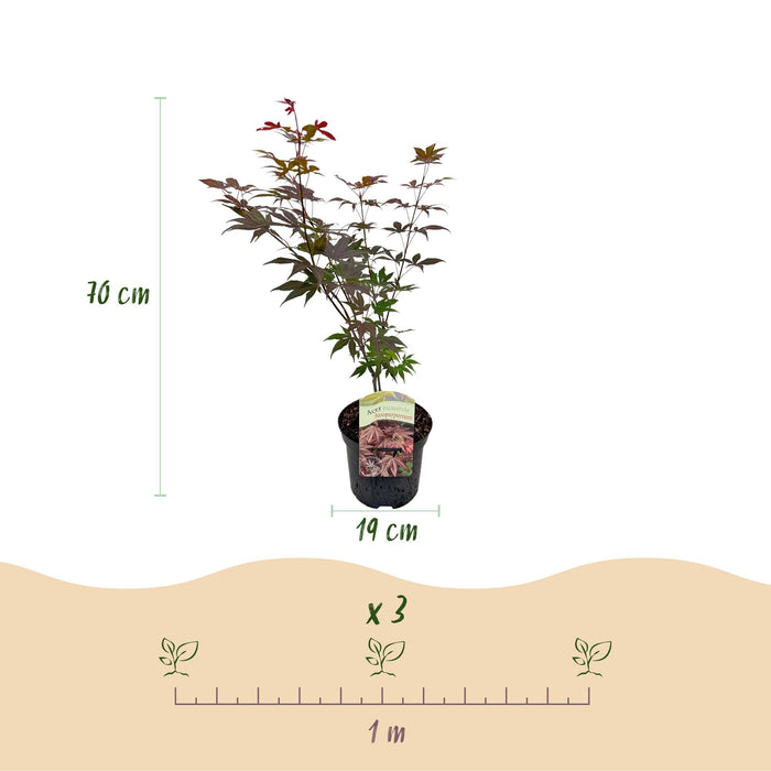 Terrasplant - Japanse Esdoorn - Acer palmatum Atropurpureum - Paars - Bladverliezend - ↕70cm - Ø19cm