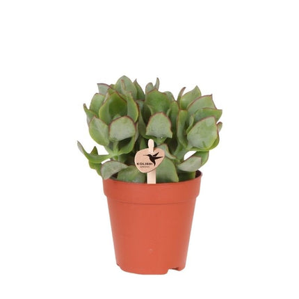 Crassula Arborescens - vetplant - Kolibri Greens - Ø9cm