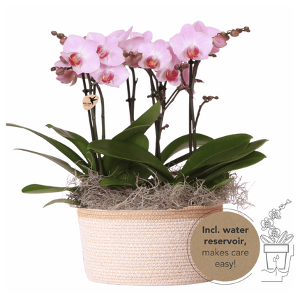 Kolibri Orchids | Roze Jungle Bouquet Antwerpen in Cotton Basket