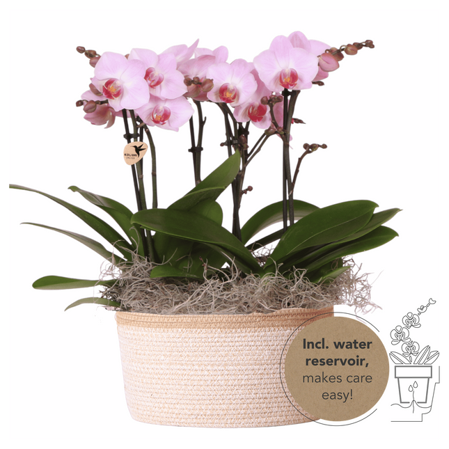 Kolibri Orchids | Rosa djungelbukett Antwerpen i bomullskorg