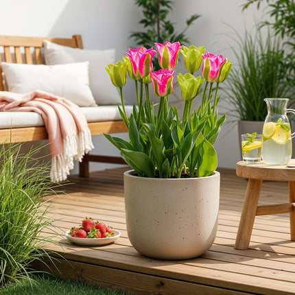 Blomsterløg - Tulipan Jordbær Lemonade - Forskellige Farver - 12 stk. - Løgstørrelse 11/12 - XXL Pakke