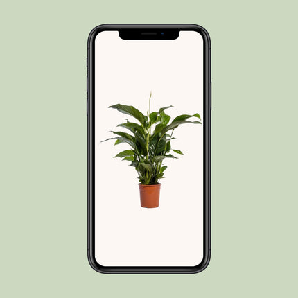 Spathiphyllum Bellini - Giglio della pace - ↕100cm - Ø24cm