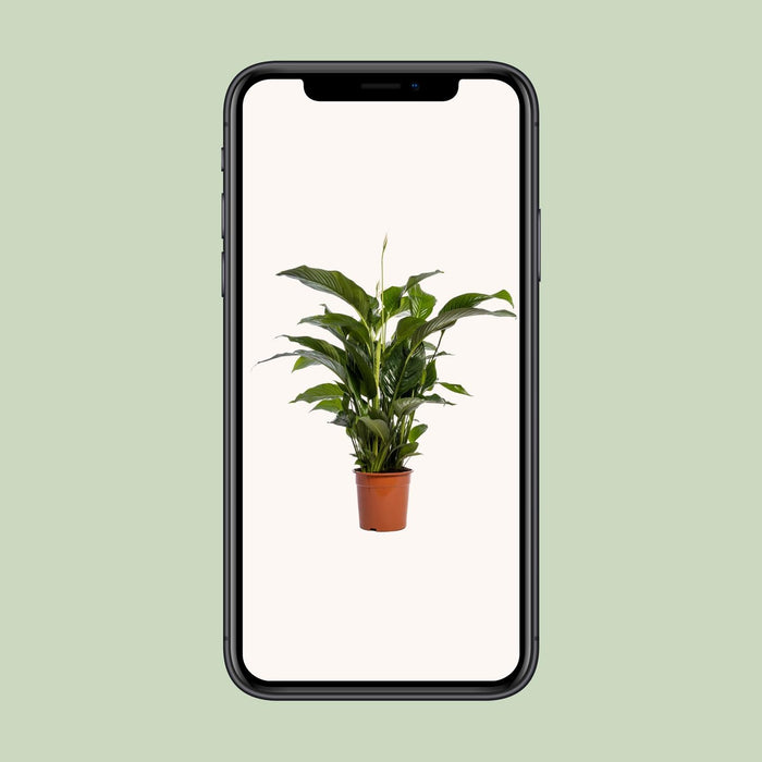 Spathiphyllum Bellini - Lepelplant - ↕100cm - Ø24cm