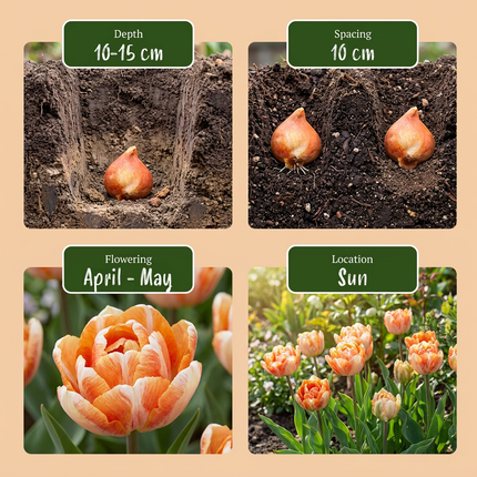 12x Tulipa Candle Light - Bloembollen - Tulp Kaarsenlicht - Diversen - Voorjaarsbloeier - Bolmaat 11/12