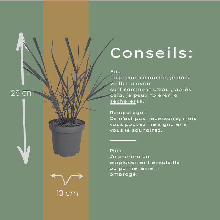 Panicum virgatum ‘Rotstrahlbusch’ – Vingergras - Ø12cm - 3x