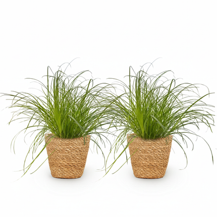 Cyperus alternifolius Zumula - Cat grass - with Basket - ↕20cm - Ø12cm - 2x