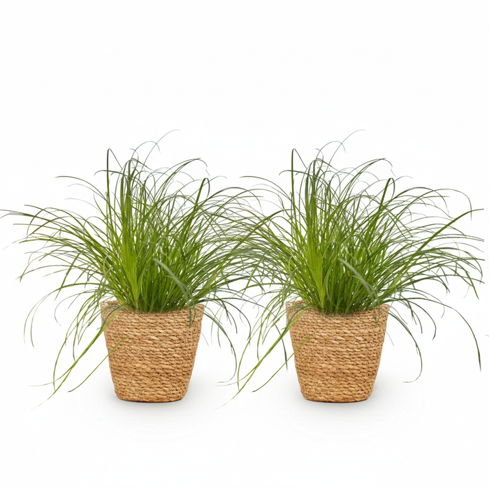 Cyperus alternifolius Zumula - Kattengras - met Mand - ↕20cm - Ø12cm - 2x