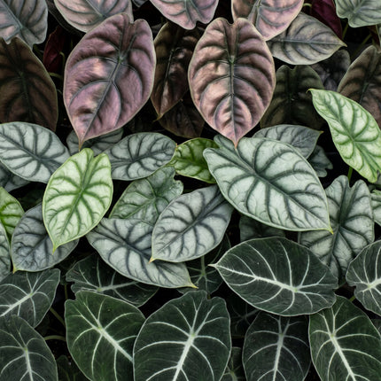 Baby Alocasia Tricolour 3x - Rood - Groen - Zwart - Tropisch - incl. Copper Reef - Ø6cm - ↕12cm
