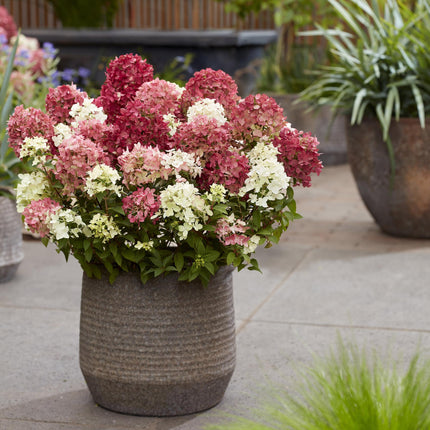 Hydrangea panniculata Groundbreaker Ruby - Pluimhortensia - Rood - ↕20-25cm - Ø14cm