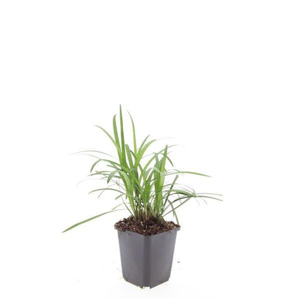 Liriope muscari 'Monroe White' - ↕10-25cm - Ø9cm - 48x