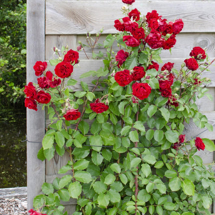 Rosa mix - Klimroos - ↕65cm - Ø15cm - 3x