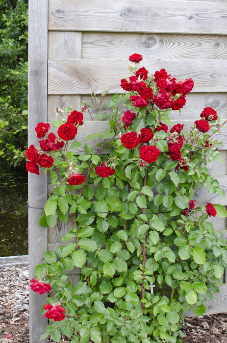 Rosa mix - ↕65cm - Ø15cm - 3x
