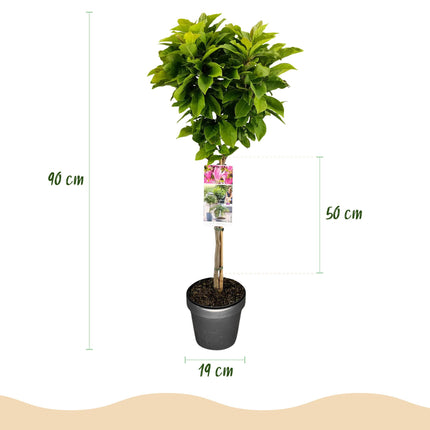 Magnolia Susan - Roze Bloem - ↕90cm - Ø19cm
