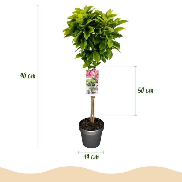 Magnolia Susan - Terras Plant - Bladverliezend - Winterhard - Roze Bloem - Pot 19cm Hoogte 90cm