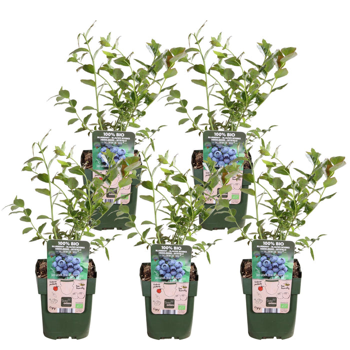 Vaccinium corymbosum 'Reka' - ↕45cm - Ø13cm - 5x