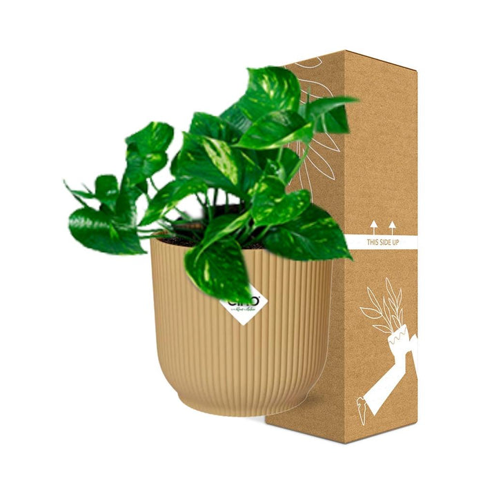 Epipremnum Pinnatum ‘Aureum’ in elho Vibes Fold Ø14cm geel
