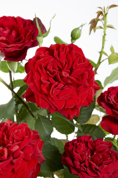 Rosa Crazy in love 'Red' - Rode Roos - ↕65cm - Ø15cm