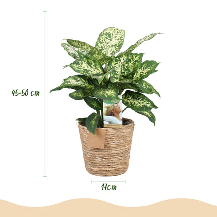 Dieffenbachia Compacta - with basket - ↕45-50cm - Ø17cm - 2x