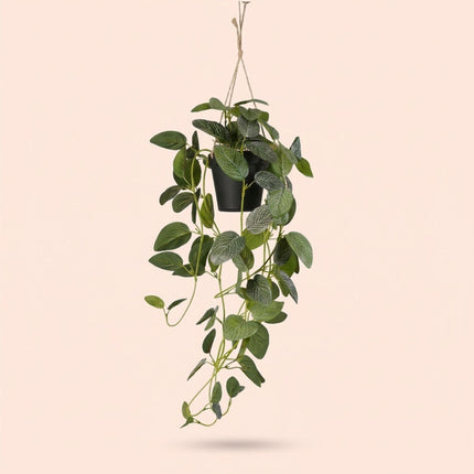 Kunstplant Fittonia - hangplant in pot - ↕70cm