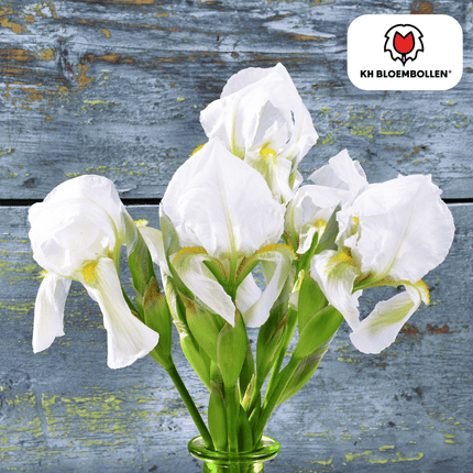 Alaska Iris 25 pieces