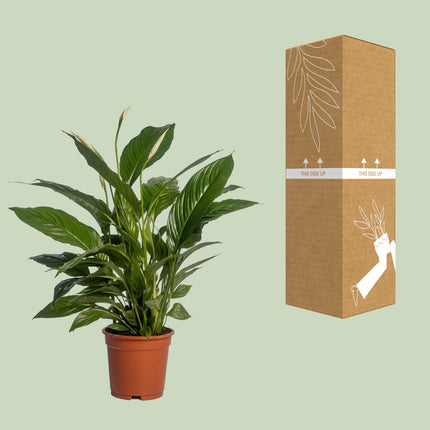Spathiphyllum Vivaldi - Pianta di Spathiphyllum Vivaldi - ↕70cm - Ø17cm
