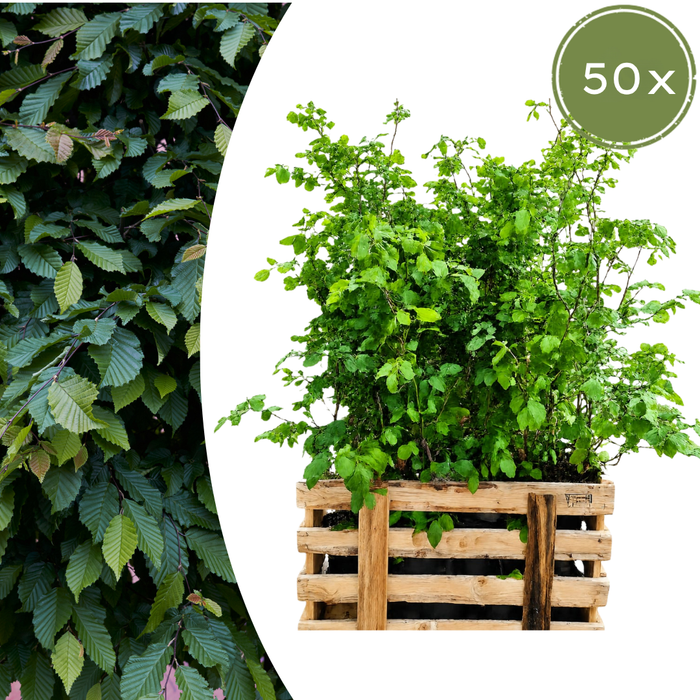 Fagus sylvatica - Beukenhaag - Palletdeal - ↕80-100cm - Ø19cm - 50x