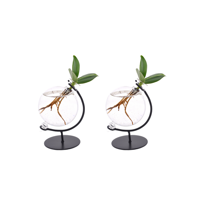 Clusia en Vidrio Victoria - ↕10cm - Ø5cm - 2x
