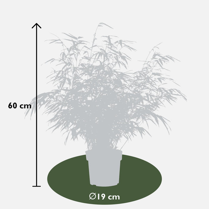 Fargesia rufa - Niet woekerende bamboe - ↕60cm - Ø19cm