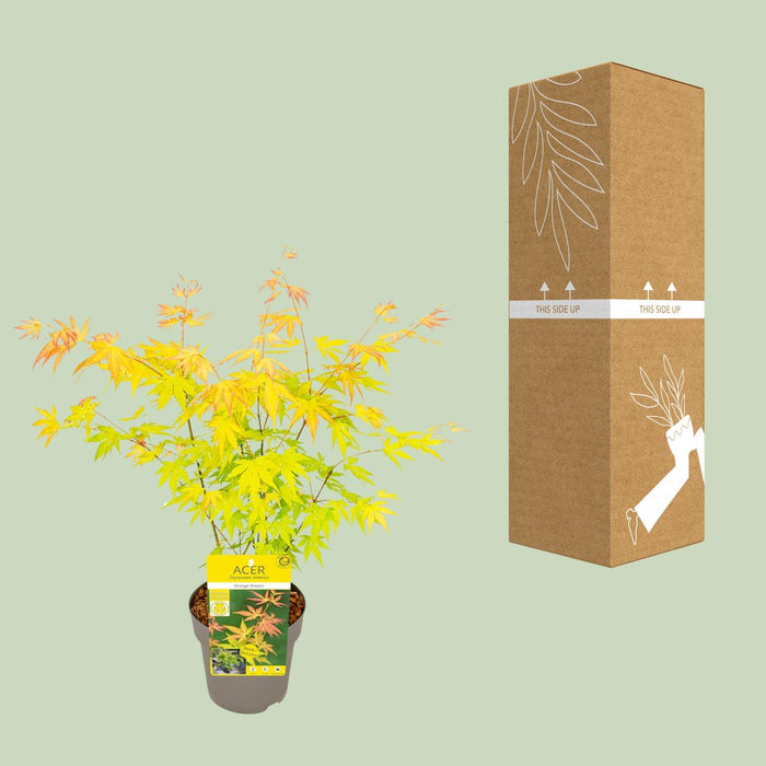 Acer Palmatum Orange Dream - Japanse Esdoorn - ↕30cm - Ø15cm