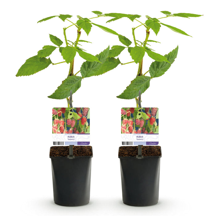 Fruitplant - Taybes - Rubus Tayberry  - Rode Vrucht - 2 planten -  Pot 11cm Hoogte 40cm