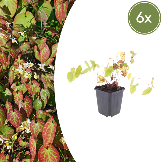 Epimedium youngianum 'Niveum' - Fe blomst - ↕10-25cm - Ø9cm - 6x