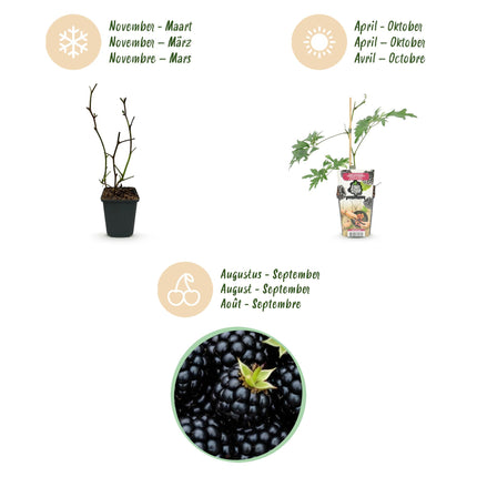 Immergrüne Brombeere (Rubus dornenlos, winterhart) – 6 Pflanzen – 9-cm-Topf