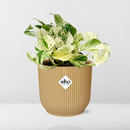 Epipremnum Pinnatum Happy Leaf in elho Vibes Fold Ø14cm giallo