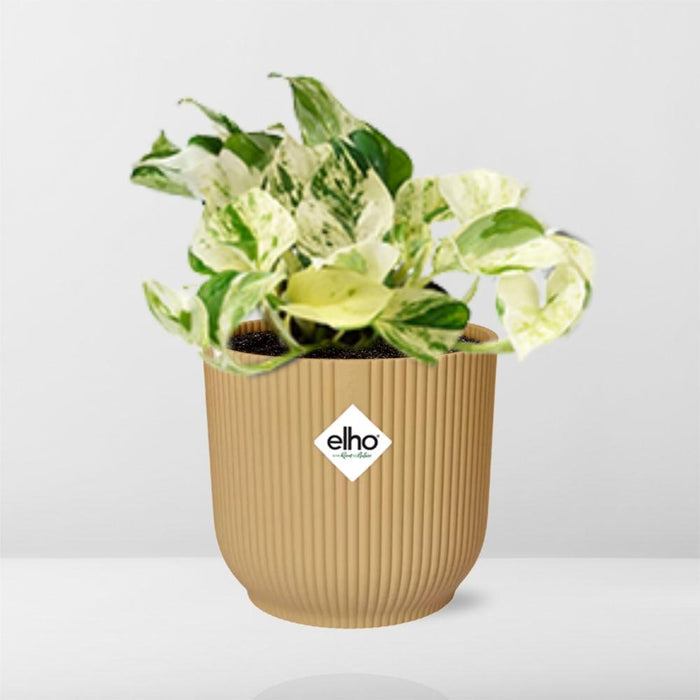 Epipremnum Pinnatum Happy Leaf in elho Vibes Fold Ø14cm geel