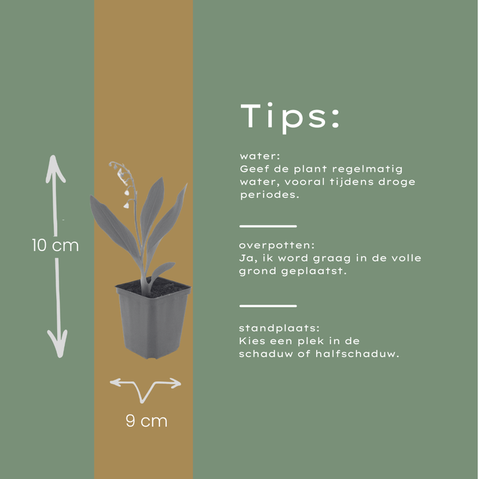 48x Convallaria majalis - ↕10-25cm - Ø9cm