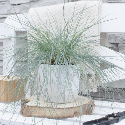 Festuca glauca Azura Blue - Blue Fescue - ↕30cm - Ø14cm