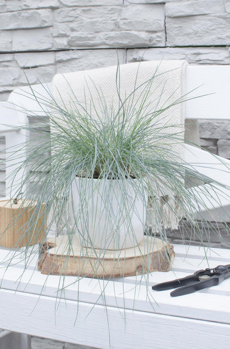 Festuca glauca Azura Blue - Blauw Schapengras - ↕30cm - Ø14cm
