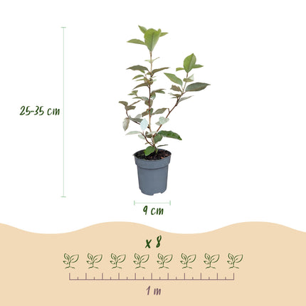 Eleagnus ebbingei Compacta - Olijfwilg - 16x Haagplanten - Groenblijvend - Grijs - Pot 9cm - Hoogte 25-35cm